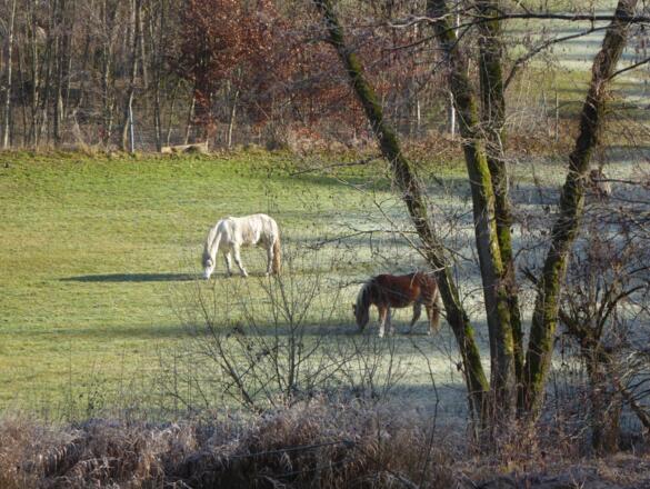 tierische Begleiter