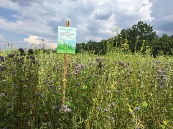 Blumenwiese in Hohenbrunn