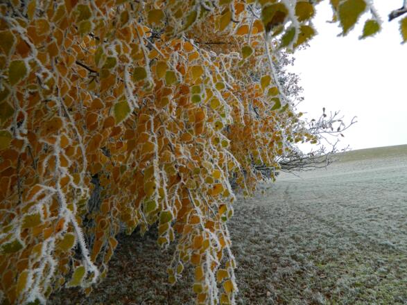 Lindenblätter mit Raureif
