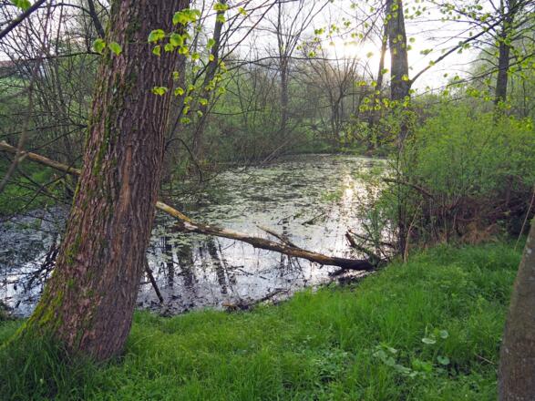 Naturteich in Feuchtgebiet Weyr-Welsern