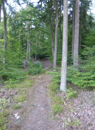 Waldpfad bei Saulburg