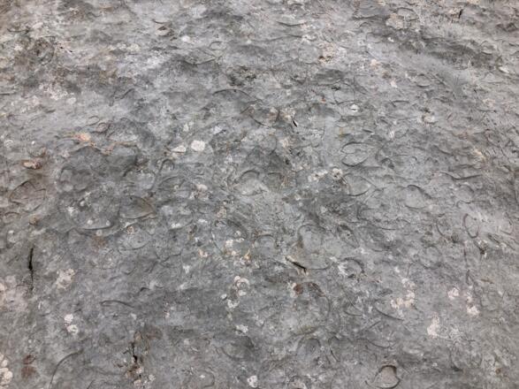 Fossile im Steinernen Meer