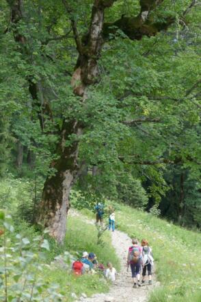 Beim Aufstieg zum Hohljoch passieren wir einige Bergahorn-Bäume.