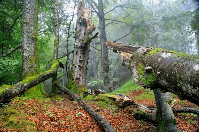 UNESCO Weltnaturerbe Buchenwälder im Nationalpark Kalkalpen