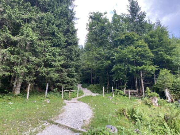 Nach der Schapbachalm durch den Wald über den Wanderweg die Forststraße abkürzen