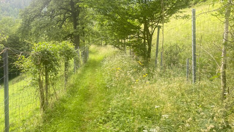 Bahnhof Ternberg - Herndleck Trail