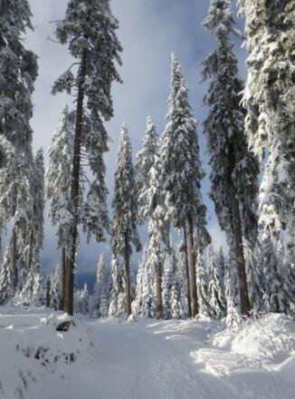 Winterwonderland