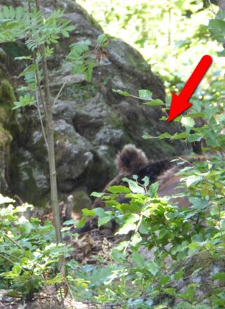 Tierfreigelände - da ist der Braunbär