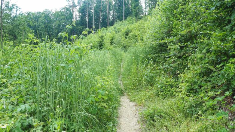 Bleicherbachweg: ein shared Trail. Wanderer haben hier Vorrang!