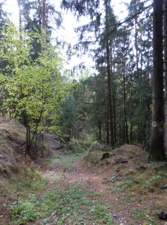 Waldpfade