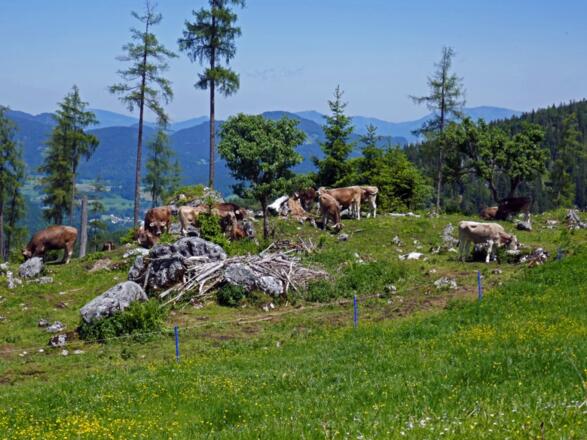 Das Almvieh der Stubenalm