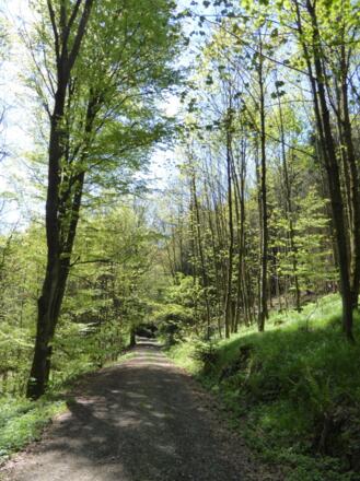Schöner Waldweg um den Eichelberg