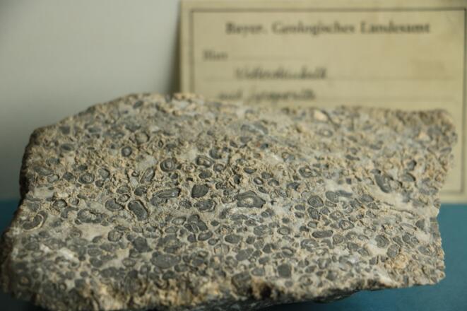 Eine versteinerte Grünalge Gyroporella im 'Wettersteinkalk aus der Gesteinssammlung des Landesamts für Umwelt