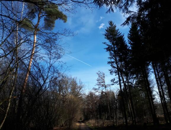 Schöner Waldspaziergang