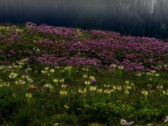 Blumenwiese