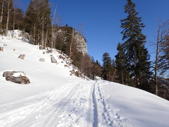 Forststraße Richtung Gitschenwand