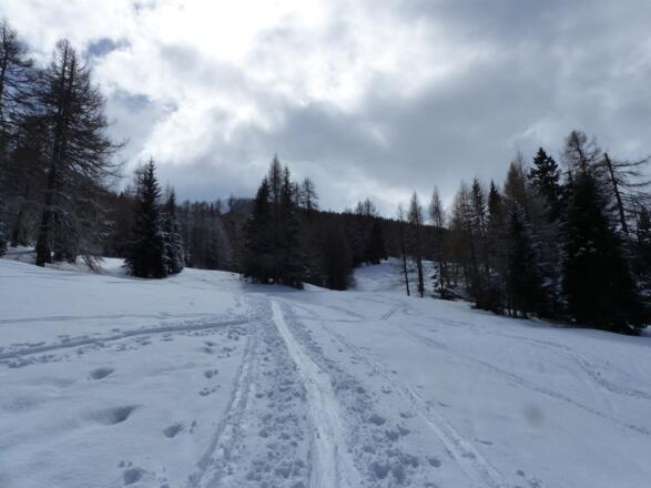 Sanft beginnt die Skitour durch Waldschneisen von Padaun.
