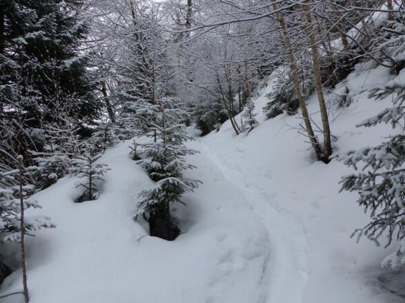 Zumeist einsam ist der Anstieg durch den Wald.