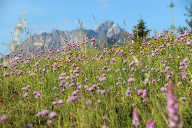 Blumenwiese vor dem Haus