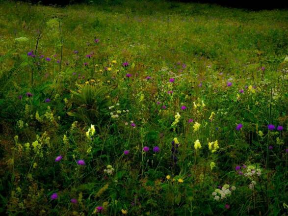 Alpenblumenwiese
