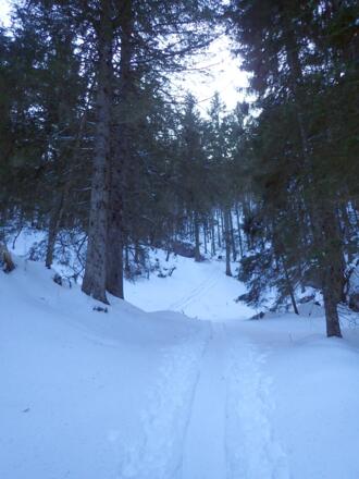 Am Beginn des steilen Waldes