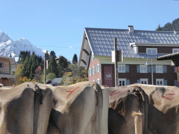 Misswahl der Kühe - immer im Oktober