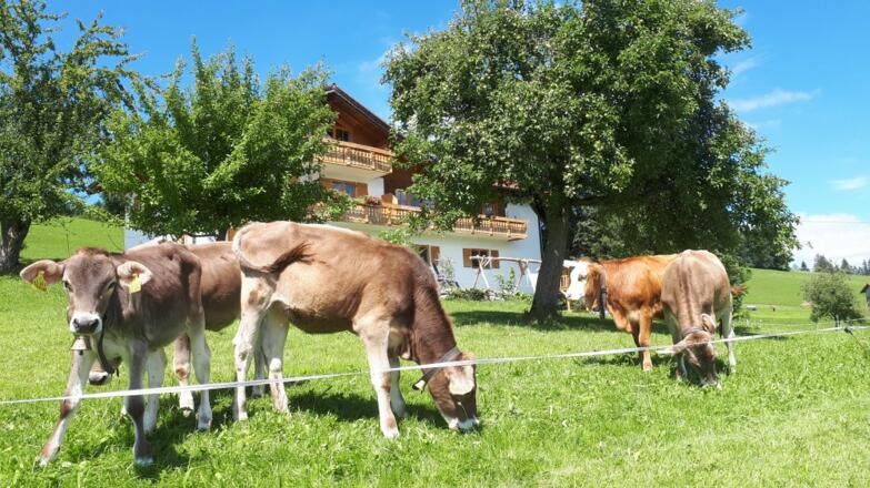 Neugierige Kälber vor der Ferienwohnung