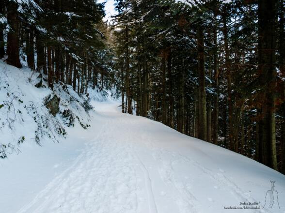man startet flach durch den Wald