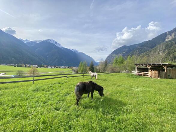 Sommerweide von Sissi und Maya