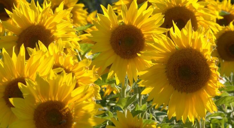 Blumen blühen