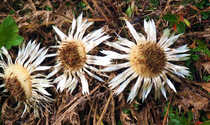 Strohblumen ~1950m am Südanstieg