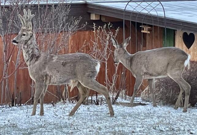 Landhaus Lignum - auch Vierbeiner sind im Fanclub