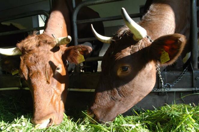 Tiere am Bauernhof