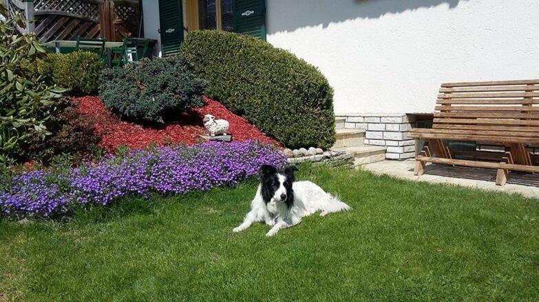 Hunde Willkommen