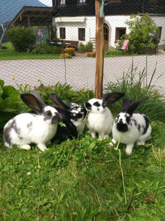 Unsere Hasen