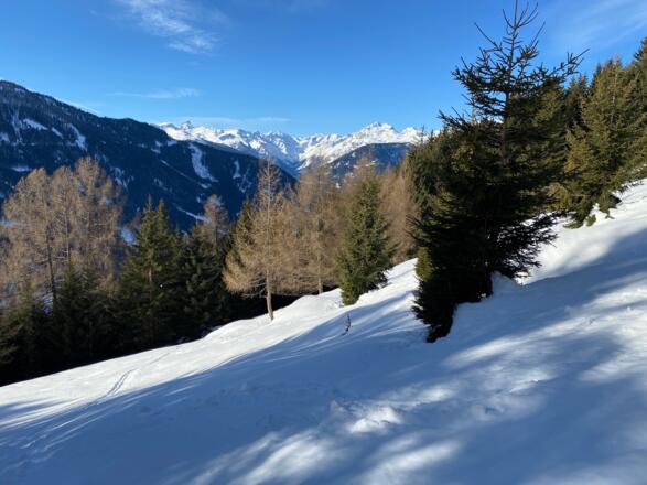 Die lückige Waldfläche kurz nach dem Stadel.