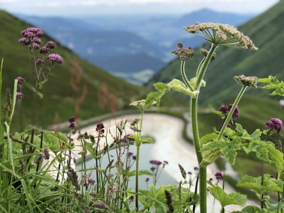 Kanzelwand im Sommer