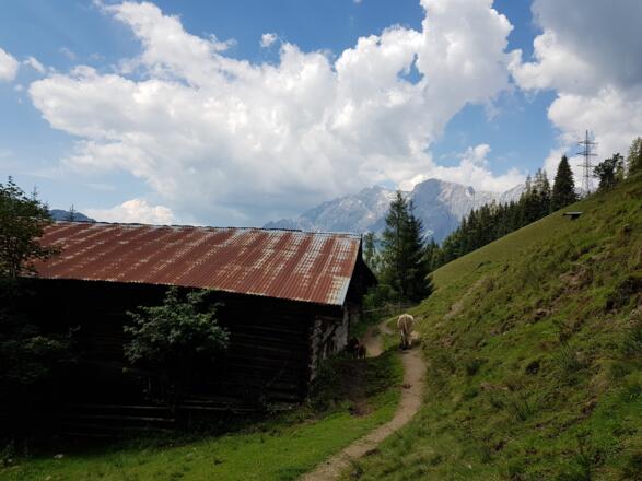Am Weg von der Pronebenalm zum Paussbauer
