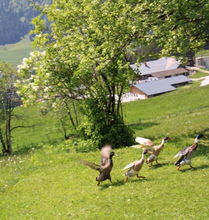 Unsere Schneckenfresser