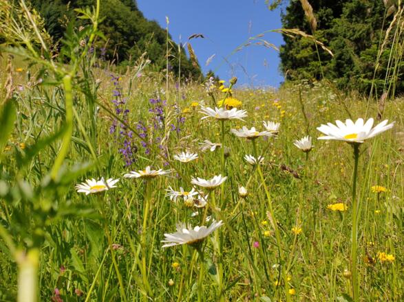 Blumenwiesen soweit das Auge reicht