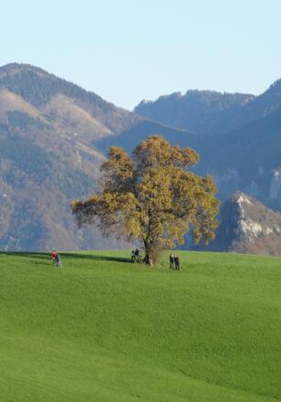 Herbst in Schlierbach