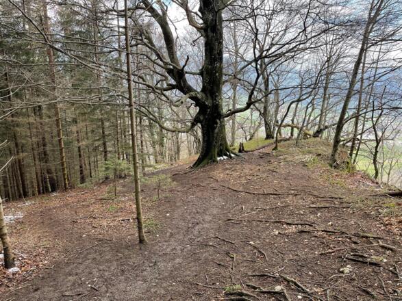 Hirschwaldstein-Trail Micheldorf