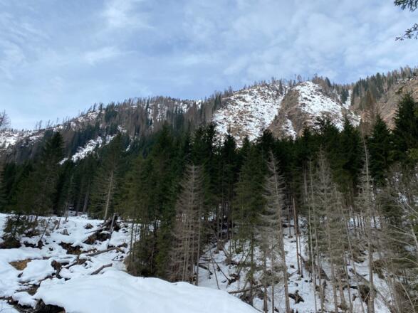 Auch in den Karnischen Alpen sind die Wälder durch Sturm und Borkenkäfer stark in Mitleidenschaft gezogen.