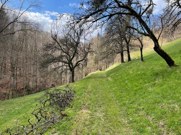 Hirschwaldstein-Trail Micheldorf
