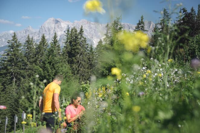 Der Kräutergarten bei der Zachhofalm