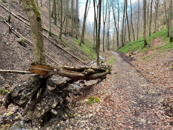 Hirschwaldstein-Trail Micheldorf