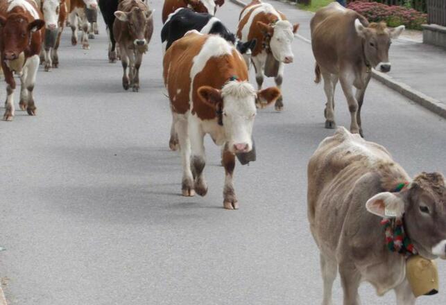 Almabtrieb direkt vor der Tür