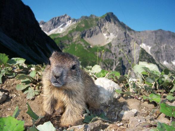 Kleinwalsertal Murmeltier Marcel Born (c) Marcel B