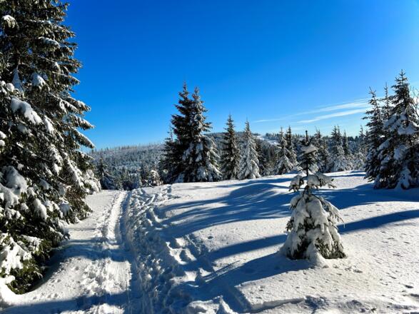 SchneeschuhtourReischlbergWanderweg_FerienregionBoehmerwaldSpitzl.jpg