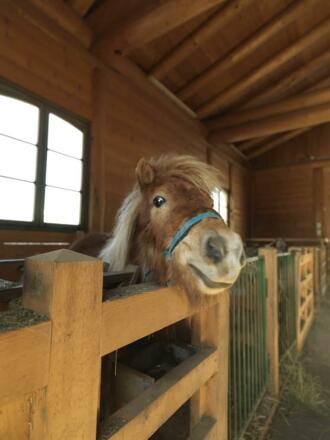 Ponyhof